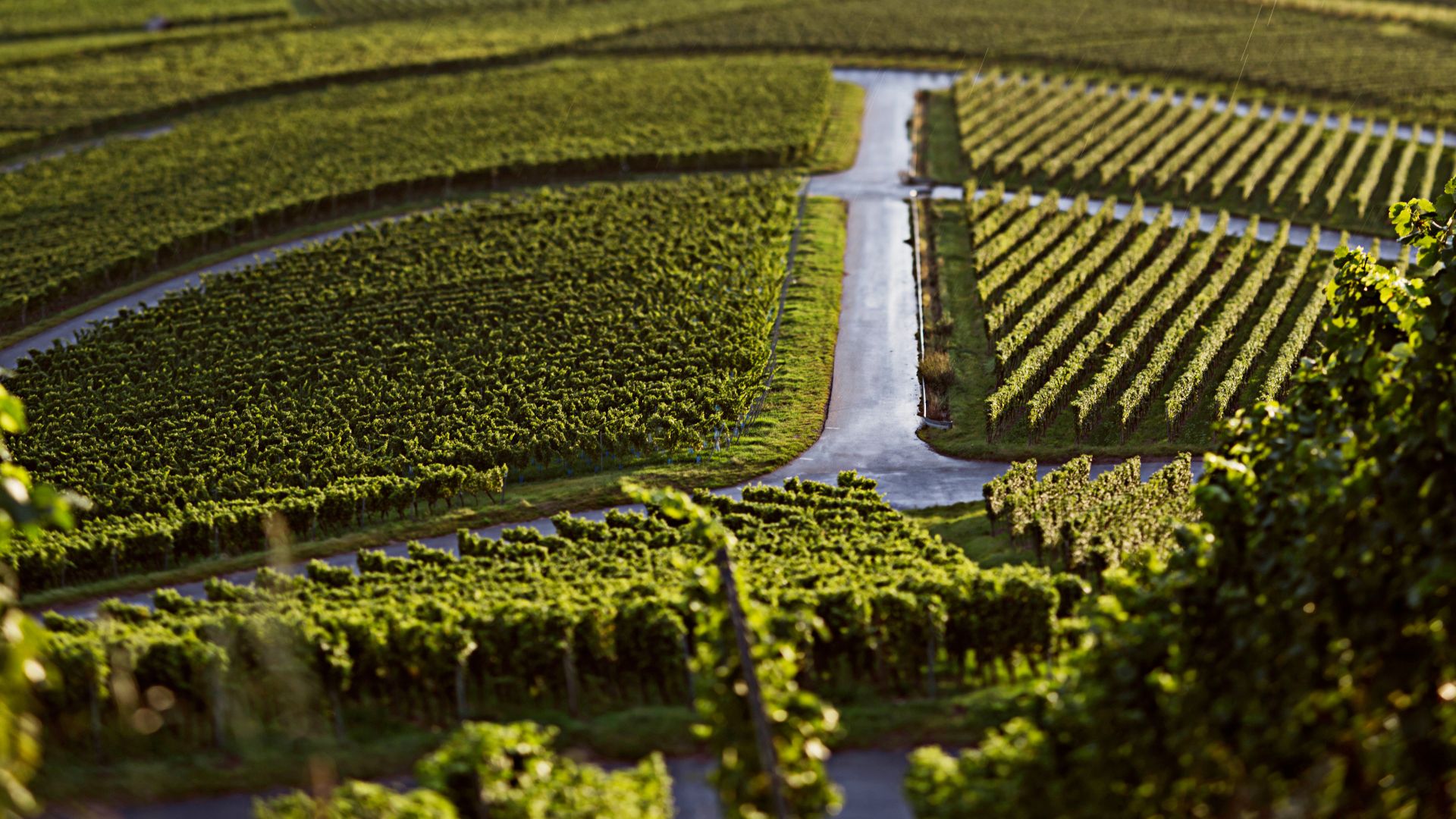 Moselle wine region – vineyards