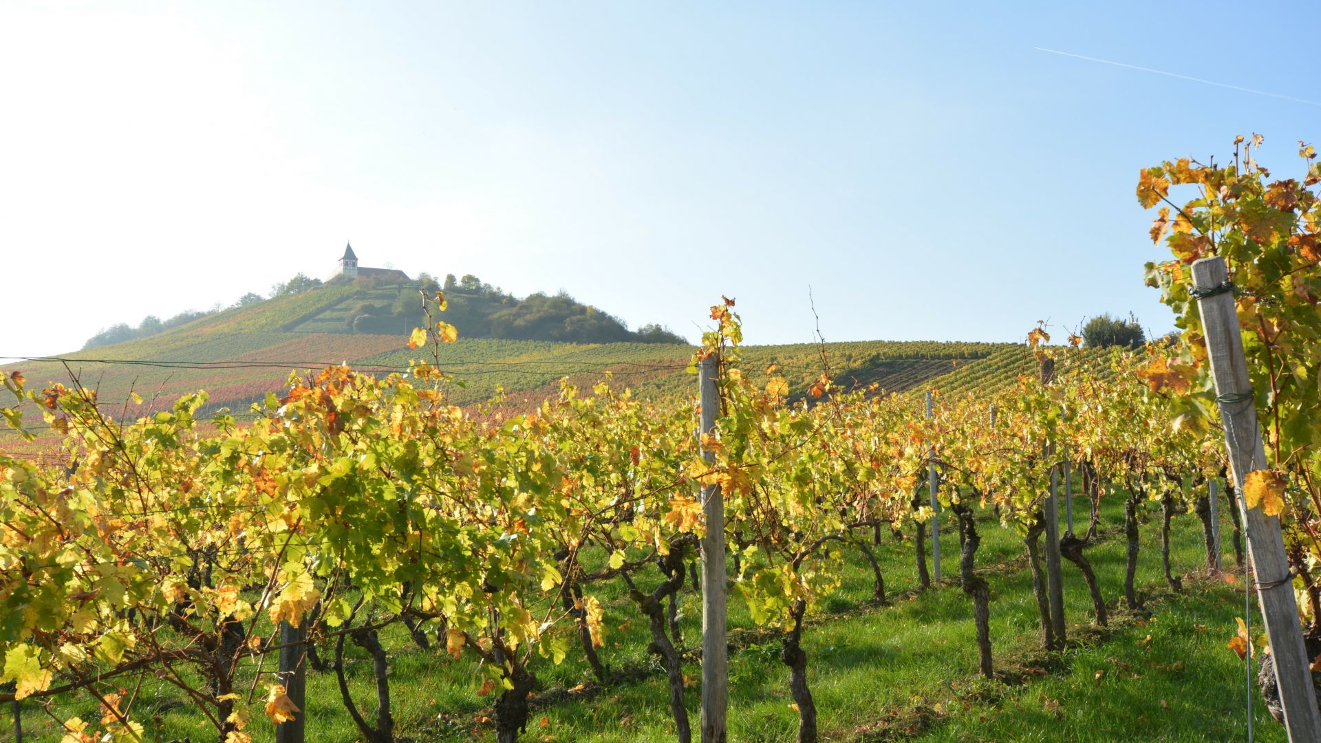 Cleebronn: Vineyards at sunset in autumn at the Michaelsberg